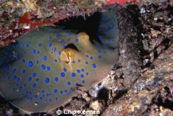 Caught this ray at ~90' while diving a wreck. She stayed ... by Chip Keenan 